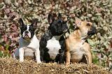 BOULEDOGUE FRANCAIS 1259